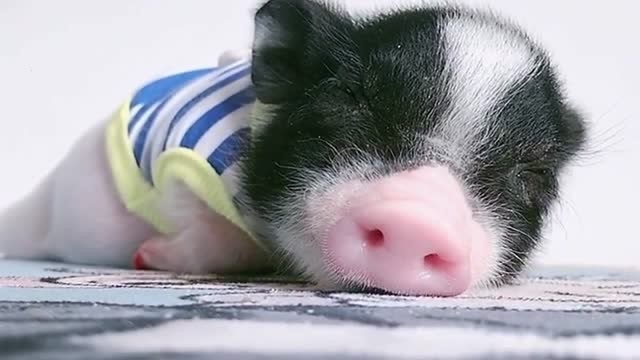 猪猪正在睡觉,这个睡姿看来很惬意,不得不说这呼噜打的真响!