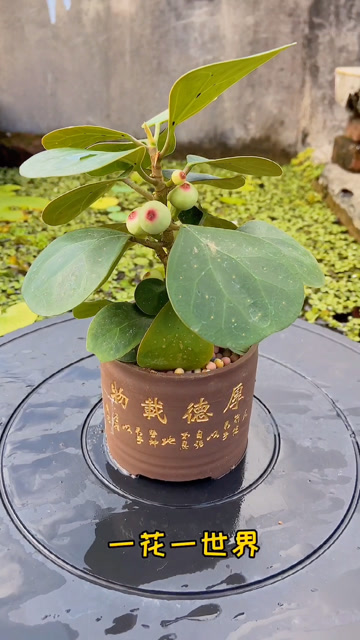 一花一世界一叶一菩提小盼菩提好养又漂亮建议大家都可以养一盆