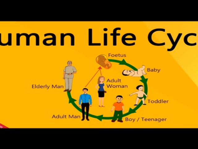 英伦云小学科学课human life cycle