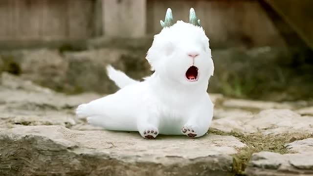 白泽兽太可爱了,王母娘娘见了都想拥有一只