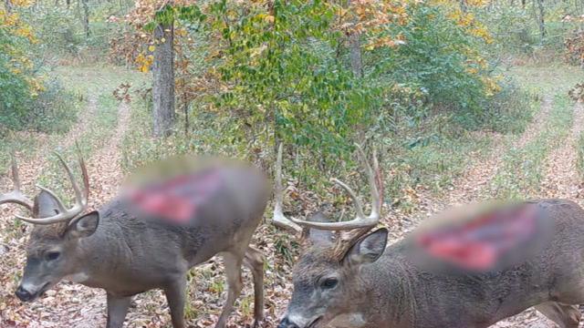 男子树林里拍到"丧尸鹿"散步,血红腐蚀伤口深到见骨