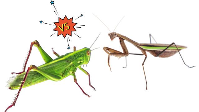 当中华大刀螳螂遇见一只蝗虫,结局会是怎样?