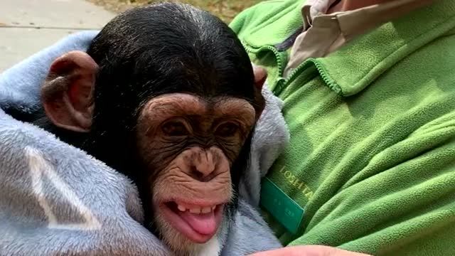 动物园里的大猩猩好可爱,和它互动没想到它笑得这么开心,真像个小孩子