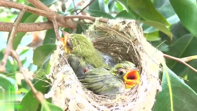 院子里的荔枝树上有一窝绣眼鸟,这么显眼的位置,鸟妈妈心太大了