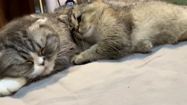 小奶猫冲着哥哥撒娇求抱抱的样子,像极了自己的女朋友,萌了一脸血!