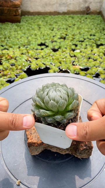 优芽素可以让多肉多爆侧芽