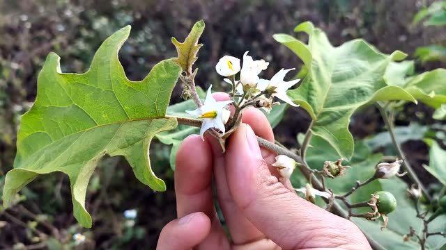 水茄:会利用的是宝贝 不会利用就会有毒 现在很稀少了 赶紧收藏