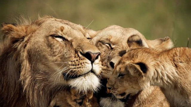 雄狮很爱睡懒觉,它将小狮子赶走,惬意地躺着呼呼大睡