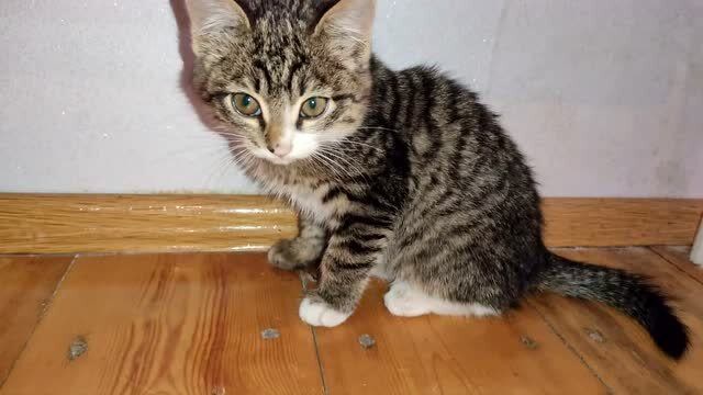 家里养了一只可爱的虎皮猫