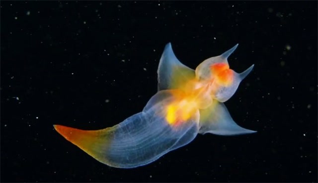 潜水员偶遇罕见"海天使",优雅滑行如水下精灵,美丽不似人间生物!