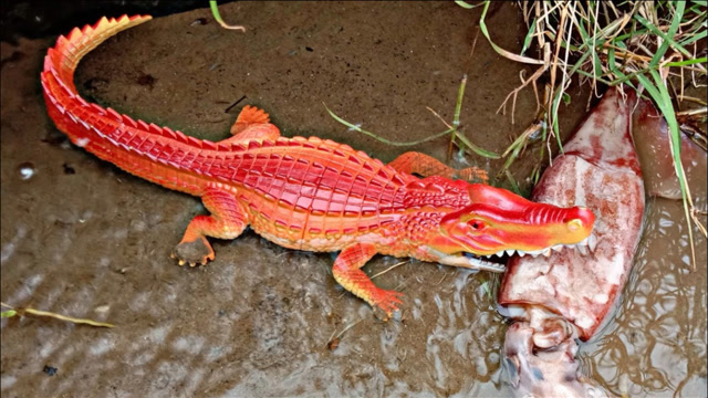 小哥农田散步,遇到红色鳄鱼吃鱿鱼,真有意思