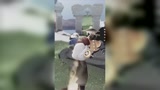 光遇：我只是个手无寸铁的