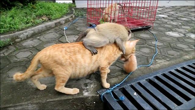 猫vs猴子图片