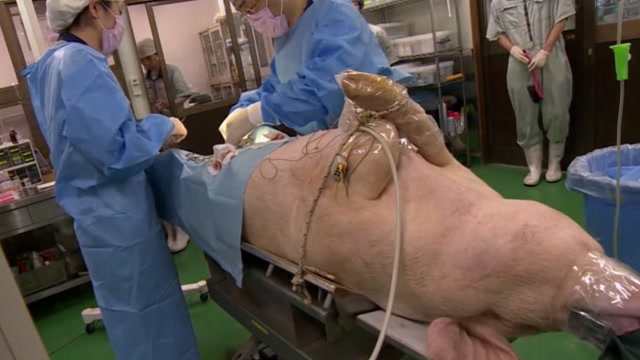日本培育出"半人半猪",长着人类的器官,还能供人使用!