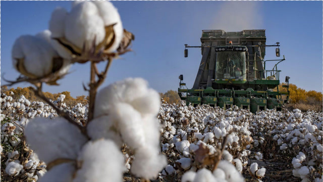 "血棉行动"火爆全网!乌合麒麟再次出手,7个细节猛攻西方痛处