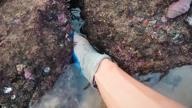 小志今天赶海收获爆桶了,海胆,猪仔螺,螃蟹上不停,真过瘾!