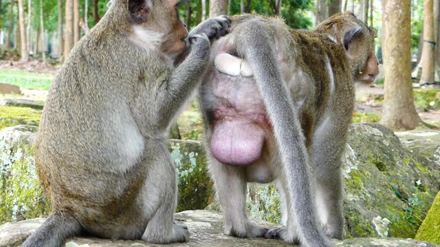 可怜的猴子很难受,它感觉生活没什么阳光