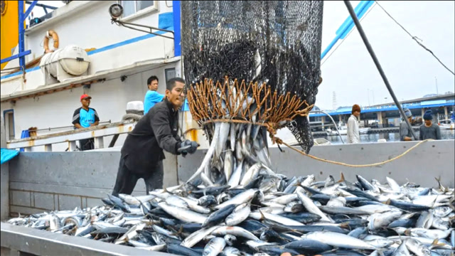 实拍高科技捕鱼的过程!一网撒下去,老板偷笑了