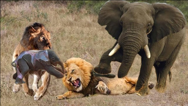 作死狮子猎杀小象,不料大象妈妈发火了,这回狮子倒霉了