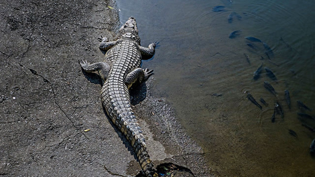 动物肆意的在河里冲刷着身体,一旁的鳄鱼动都不动,只想晒太阳