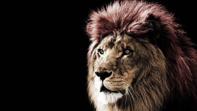 狮王卡里(诺迟联盟)第一次入侵