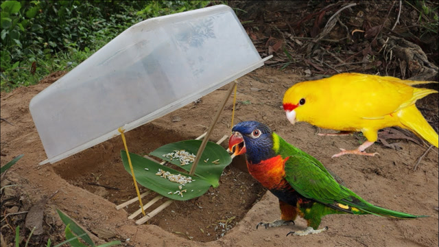 小伙用塑料箱就可以自制捕鸟器简单易操作太好用了