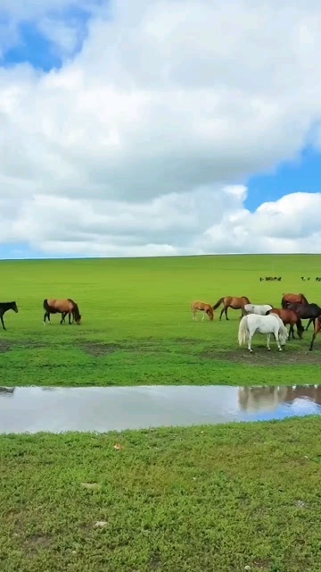 为什么天龙八部里,乔峰总是要和阿朱去塞外牧马放羊呢?