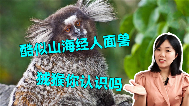 长相酷似《山海经》的人面兽,狨被人说像妖怪,它不要面子的吗?