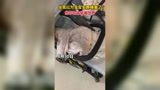 当我以为宝宝安静睡着了…他却在偷偷看世界！