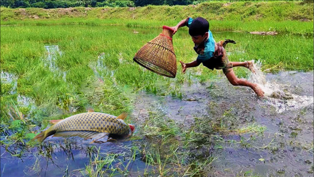 农村男孩去藕田里抓鱼,哇!发现大鱼后,看看他怎么抓?