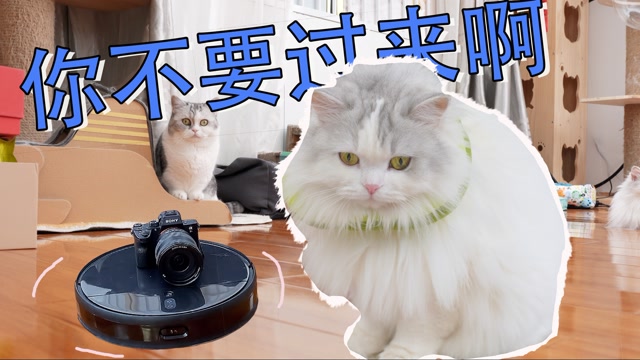 用扫地机器人拍猫,意外收获满屏表情包:你不要过来啊