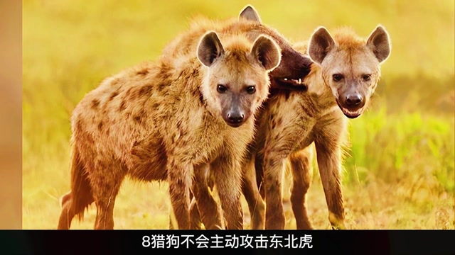 东北虎面对非洲二哥鬣狗谁更胜一筹