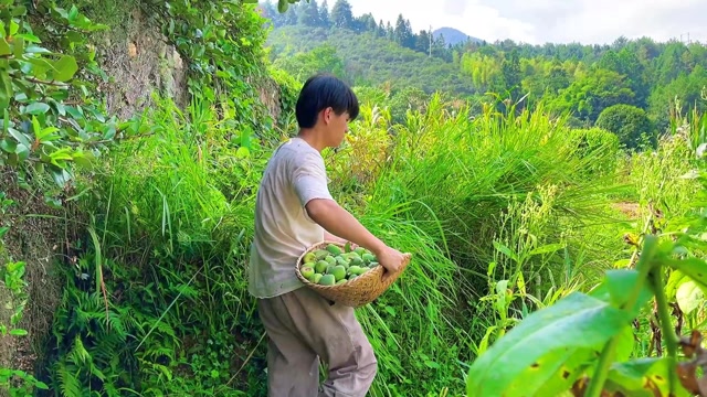 野生凉粉果 也是很多人小时候吃过的美食哦
