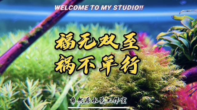 福无双至祸不单行