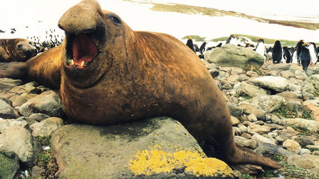 雄海豹为守卫自己的领地,与入侵者殊死搏斗,周围海豹都惊呆了