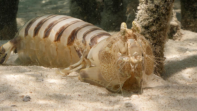 极速猎杀!皮皮虾中的战斗虾 斑琴虾蛄捕猎加速度堪比子弹