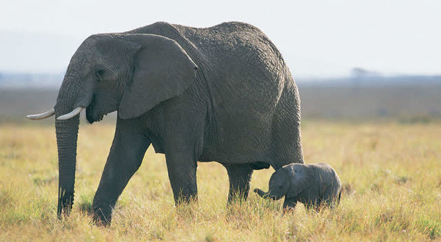 实拍!大象生宝宝,小象落地瞬间让人热泪盈眶,太感人了