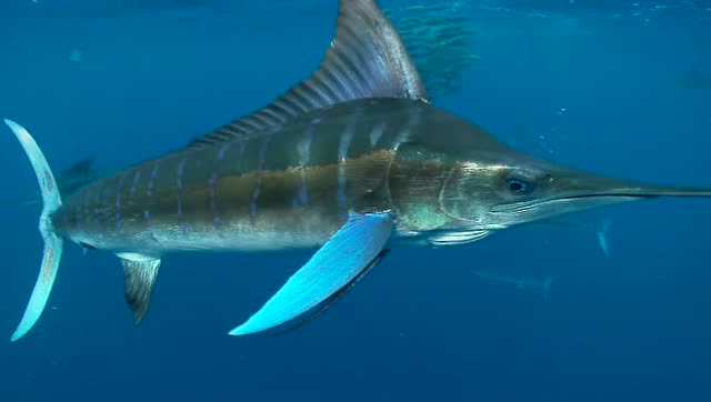 海底世界,鱼群勾勒出一幅幅美丽的画面,剑鱼捕食的瞬间