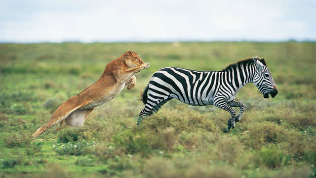 残忍,狮子捕猎遭斑马与水牛的反击而死