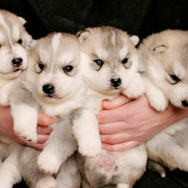 一群野生二哈扑面而来!