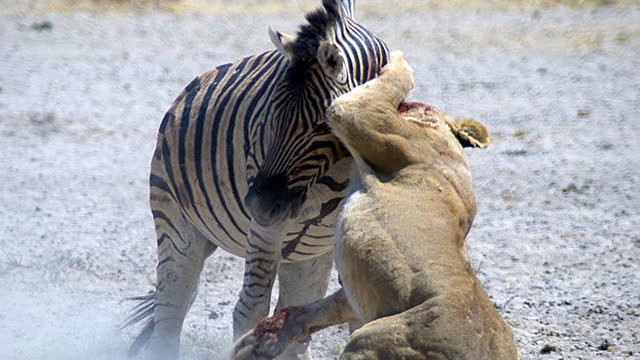 狮子捕杀斑马,斑马不仅逃走还给狮子致命的伤害!
