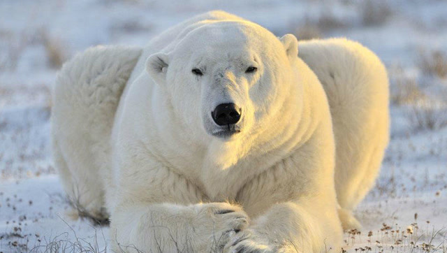 北极冷血杀手 凶猛北极熊单枪匹马杀入海象老巢