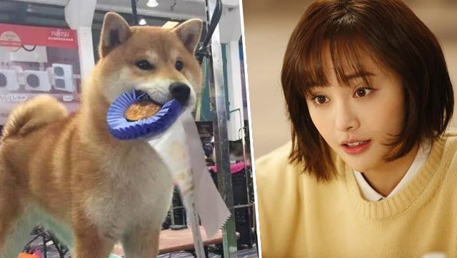 郑爽的狗小七夺冠 明星和爱犬有这么多小故事