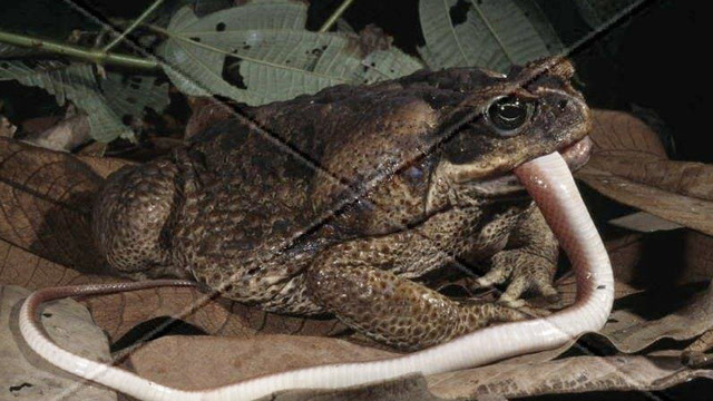 实拍巨型蟾蜍捕杀1米长的蛇,蟾蜍竟能吃蛇?