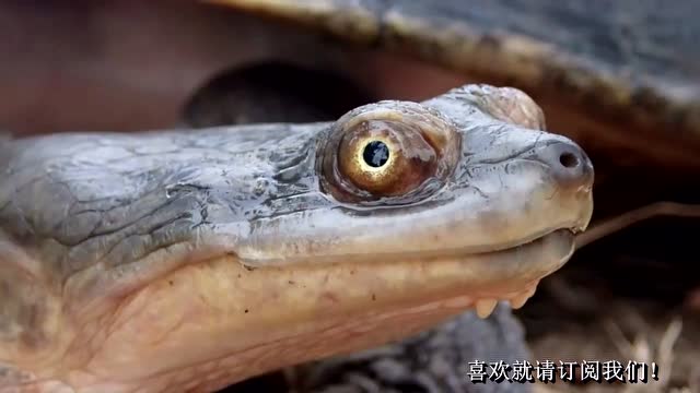 澳洲墨尔本墨瑞河区冈博尔岛野外拍摄的宽甲长颈龟