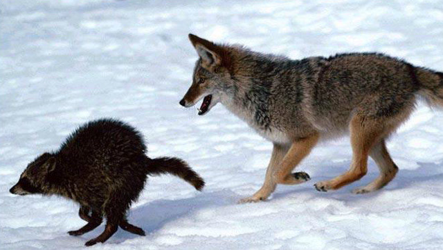 北美灰狼攻击力绝对爆表?灰狼竟敢单挑美洲狮