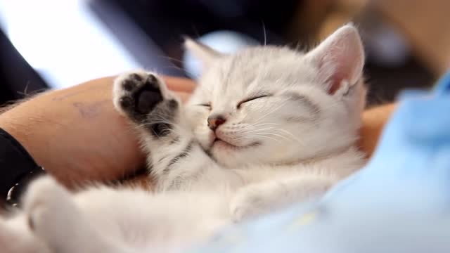 小奶猫在铲屎的怀里睡着了,看着真像一个人类小宝贝啊