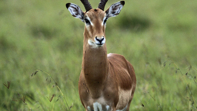 母羚羊不接受自己孩子死亡消息,执意回去找,失孤母亲悲痛欲绝