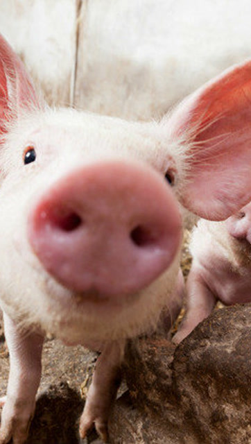 萌萌哒小猪崽,粉粉嫩嫩的特别可爱