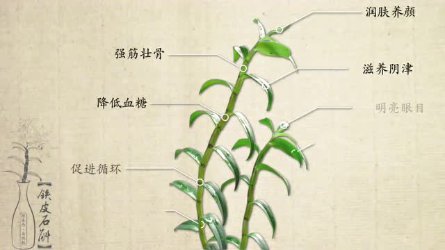 图言·铁皮石斛剪辑